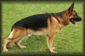 GELO, Realidad Ferramonte.