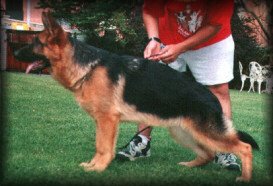 Gelo de Cachorro.