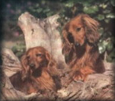 Cachorros de Teckel disponibles.