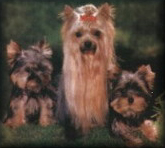 Cachorros de Yorkshire disponibles.