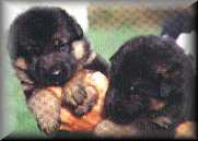 Cachorros de P. Alem�n del afijo Ferramonte.